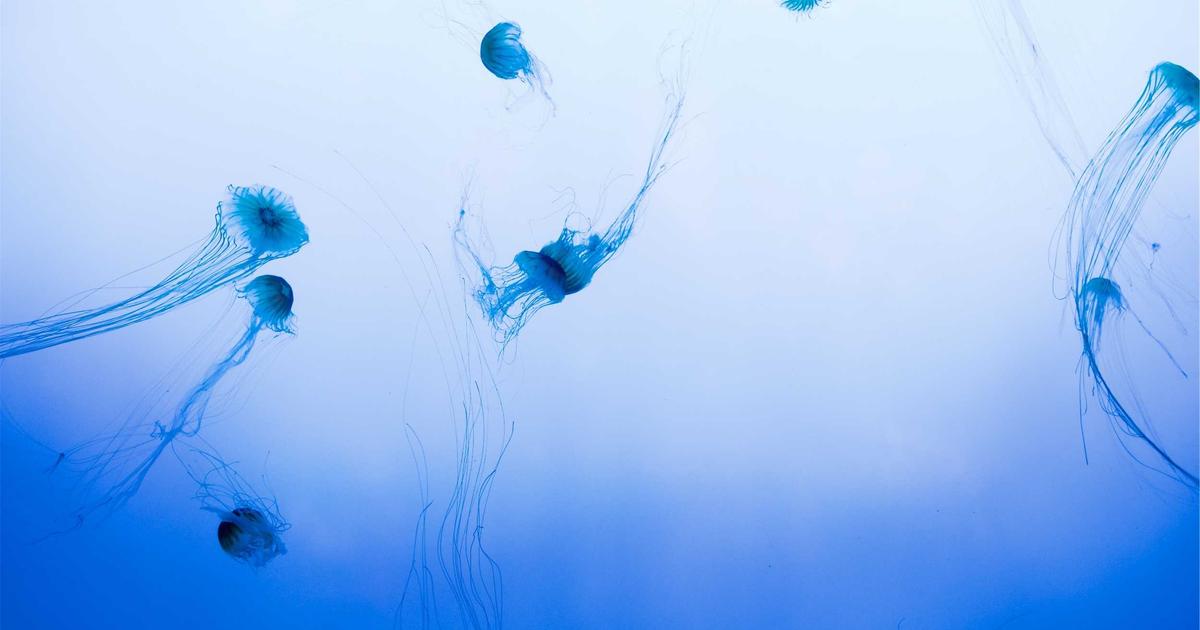 4 Legendary Safari Expeditions of the Colonial Era: Routes and Revelations