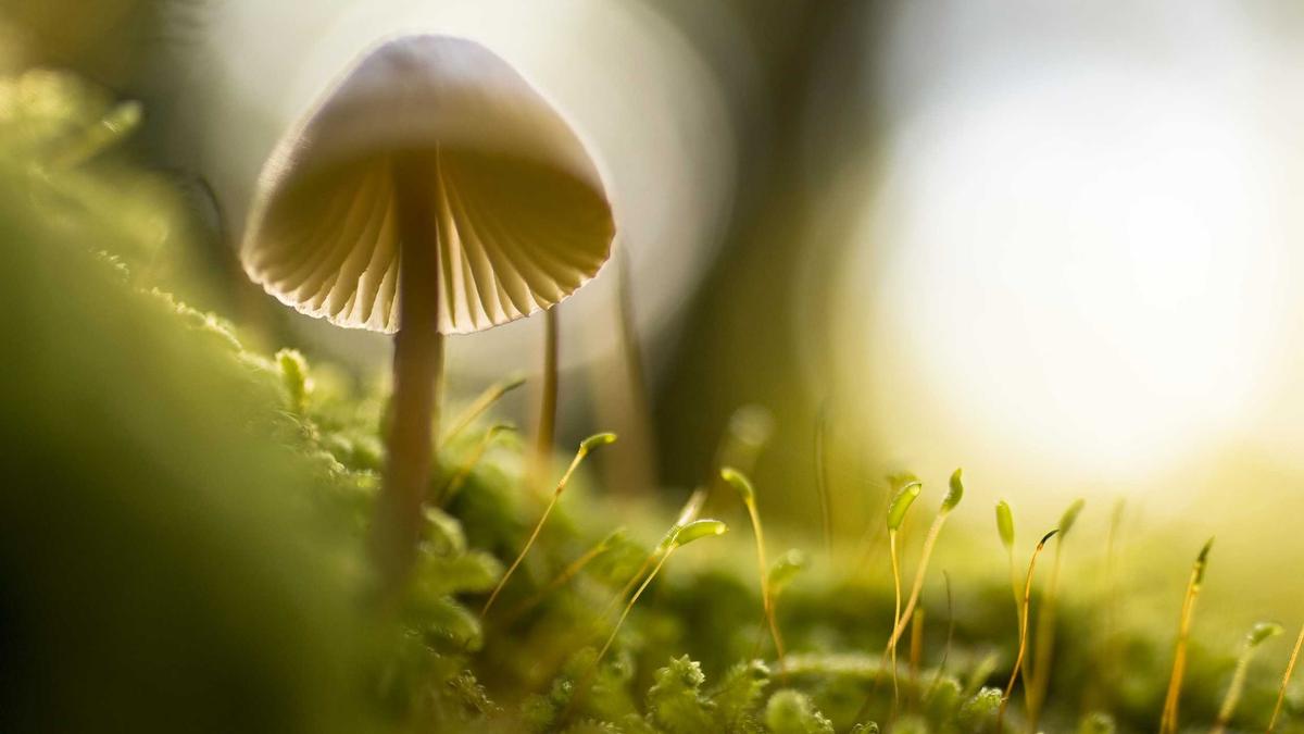 5 Remarkable Astronomical Discoveries That Transformed Our Understanding of the Cosmos in the 19th Century — illustration 3