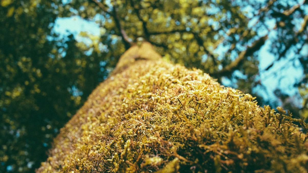 6 Forgotten Circus Acts That Thrilled Audiences in the Late 19th Century — illustration 3