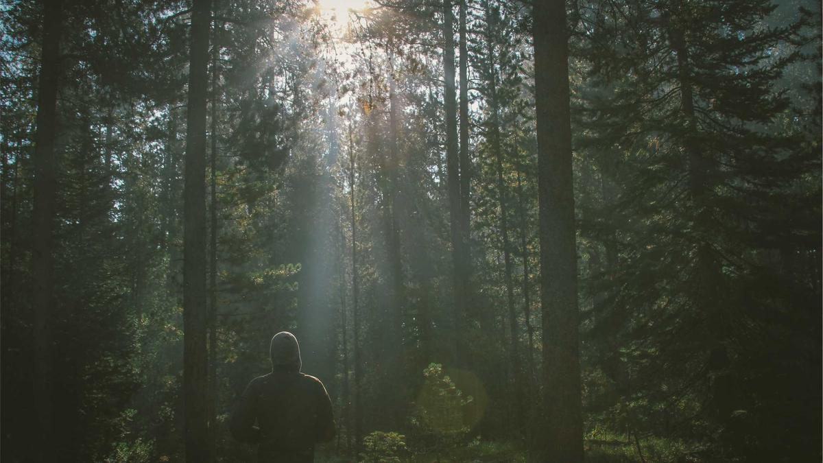 6 Pioneering Horticultural Techniques That Transformed Formal Garden Design in the Victorian Era — illustration 1