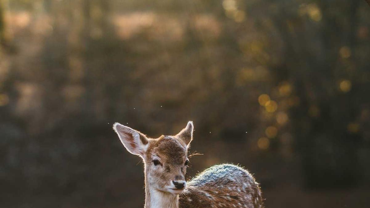 7 Essential Domestic Appliances That Transformed Household Management in the Early 20th Century — illustration 3