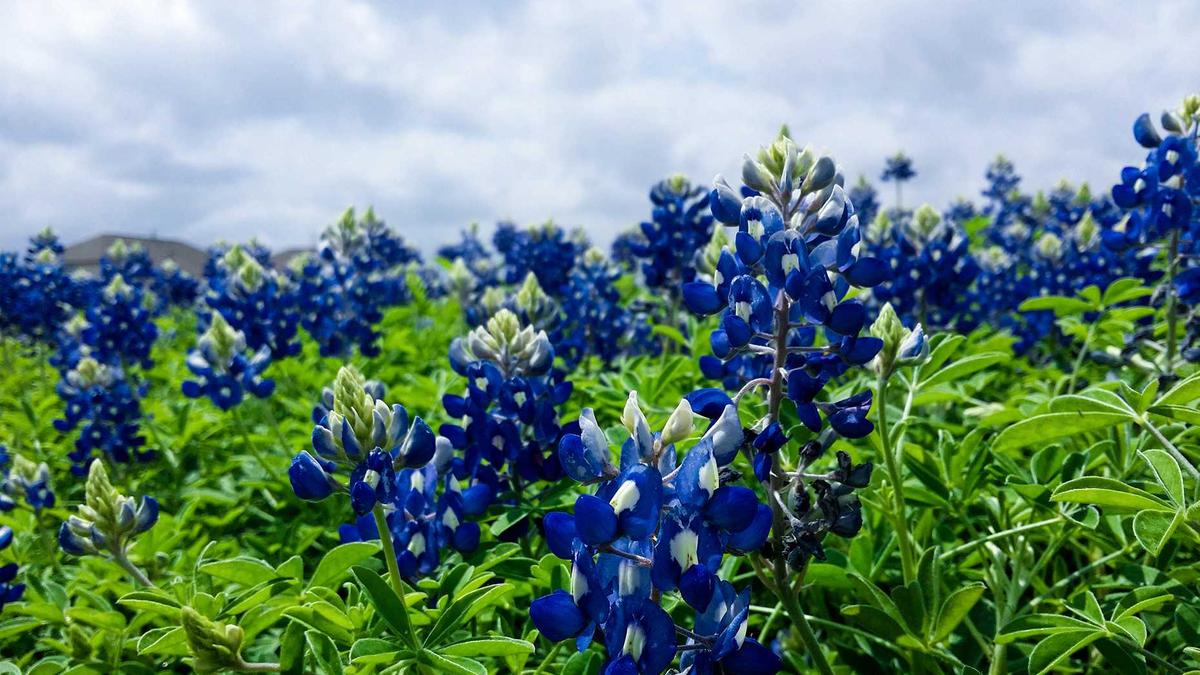 6 Grand Hotels of the Gilded Age: Architectural Marvels and Their Stories — illustration 3