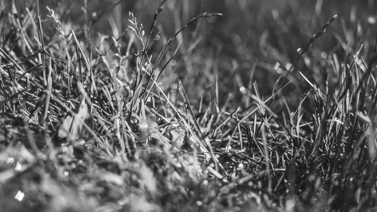 7 Distinguished Culinary Traditions That Defined Formal Dining Among the European Upper Classes in the 19th Century — illustration 3