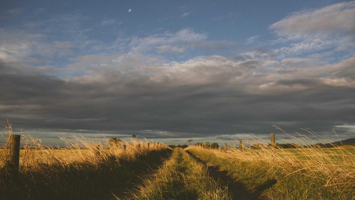 4 Traditional Apothecary Remedies from the 19th Century: Ingredients and Applications — illustration 3