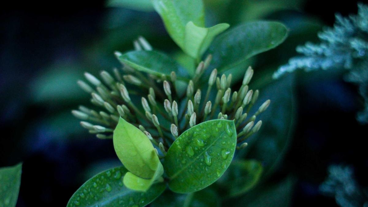 8 Theatrical Spectacles That Defined Broadway's Golden Age — illustration 3