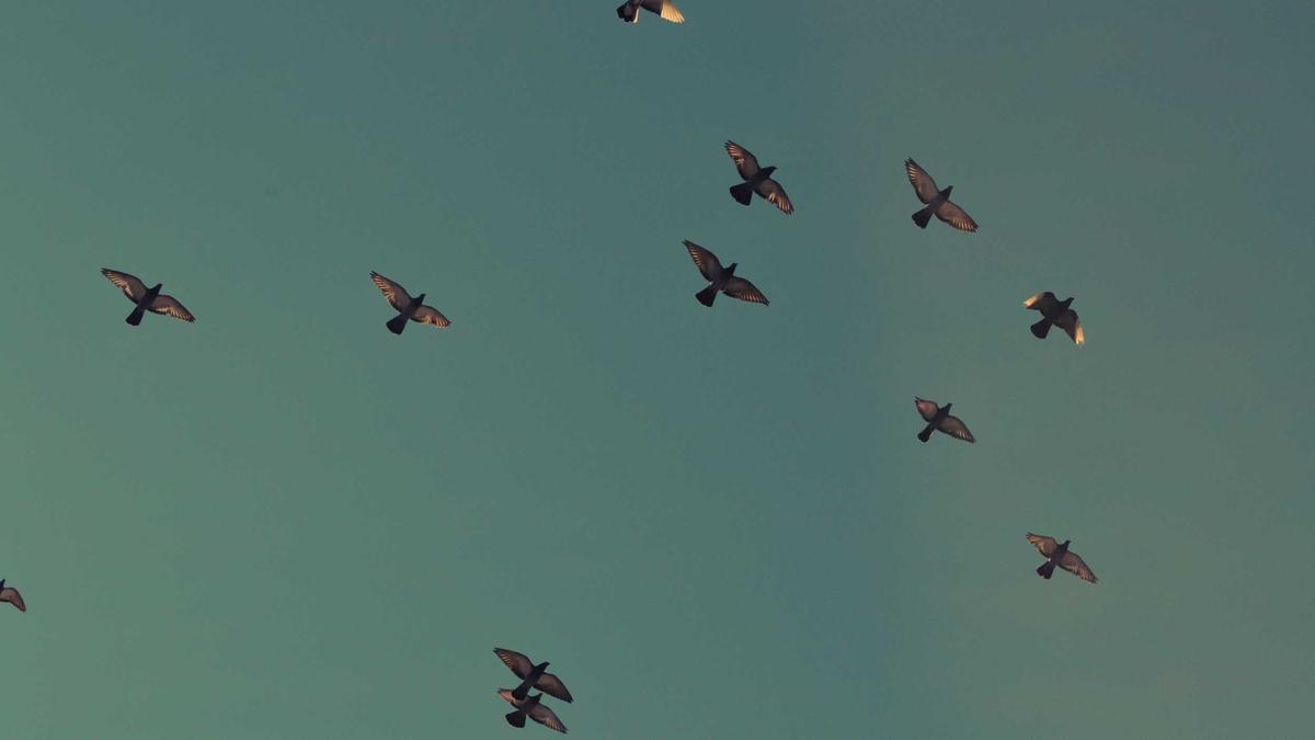 6 Distinguished Phonographic Recordings That Preserved the Golden Age of Operatic Performance — illustration 3