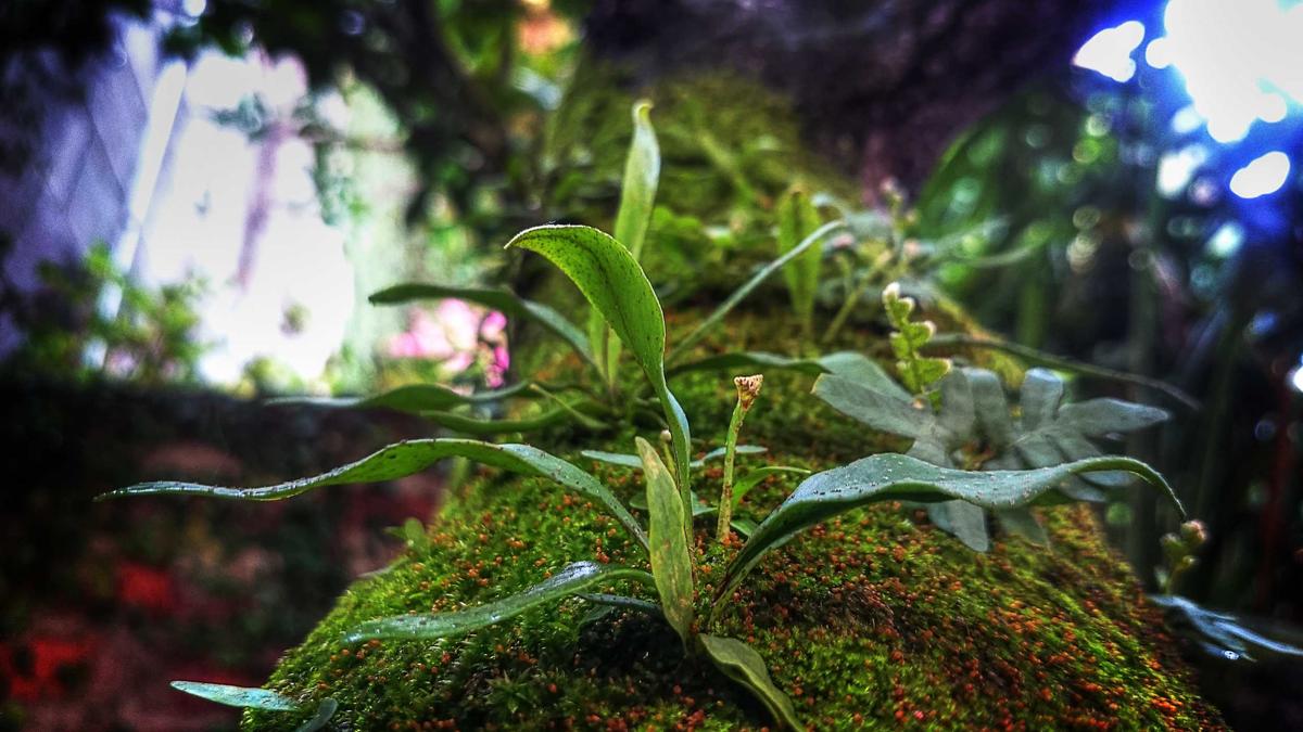 5 Pioneering Astronomical Observatories of the Victorian Era: Instruments and Discoveries — illustration 1