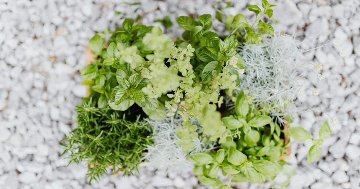 5 Traditional Herb Gardens of the Colonial American Homestead: Cultivation and Medicinal Uses